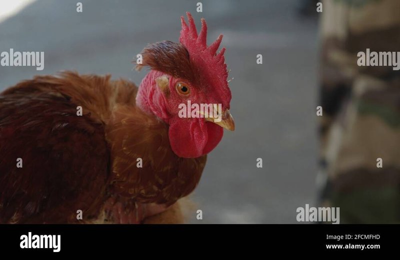 Guide de chicken road game Guide de chicken road game